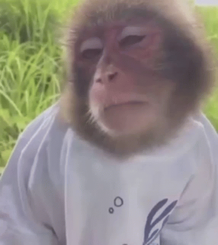Monkey gif